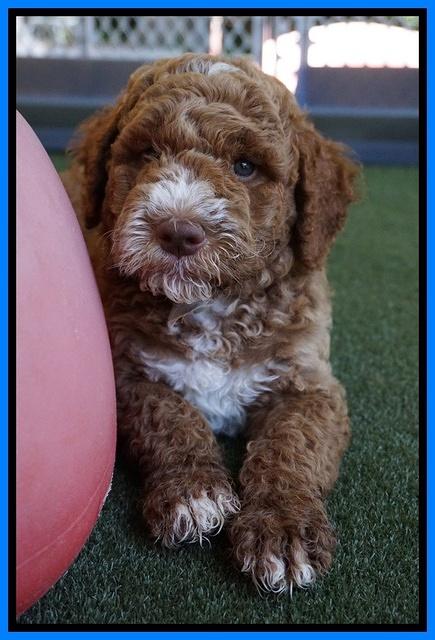 Noelle Dempsey pups 7 wks old 31