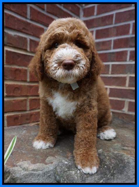 Noelle Dempsey pups 8 wks old 3!