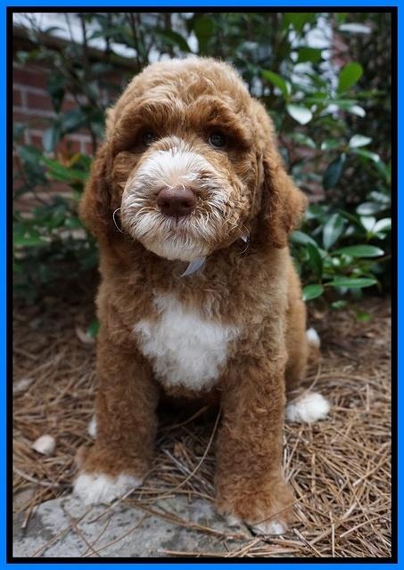 Noelle Dempsey pups 8 wks old 4!