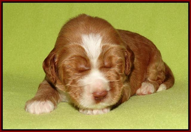 Noelle Dempsey pups 2 wks old 71