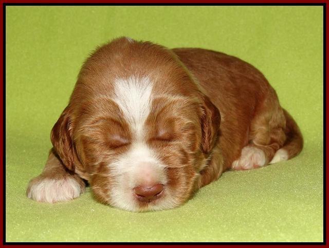 Noelle Dempsey pups 2 wks old 81