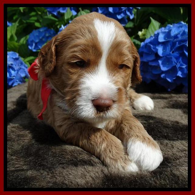 Noelle Dempsey pups 3 wks old 41