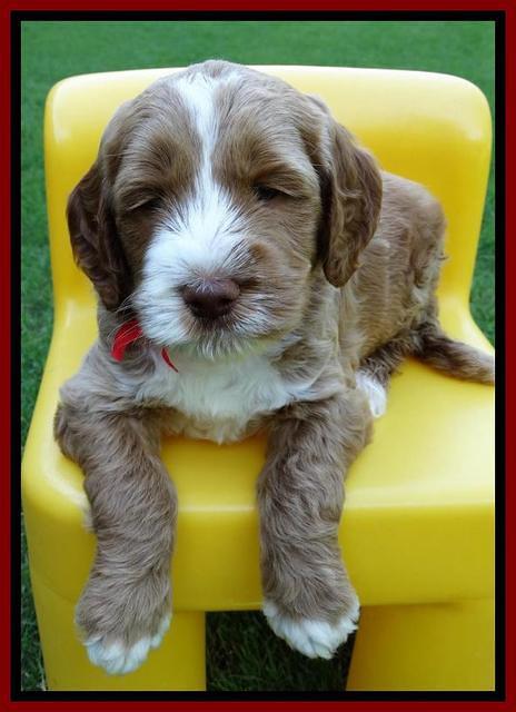 Noelle Dempsey pups 5 wks old 61