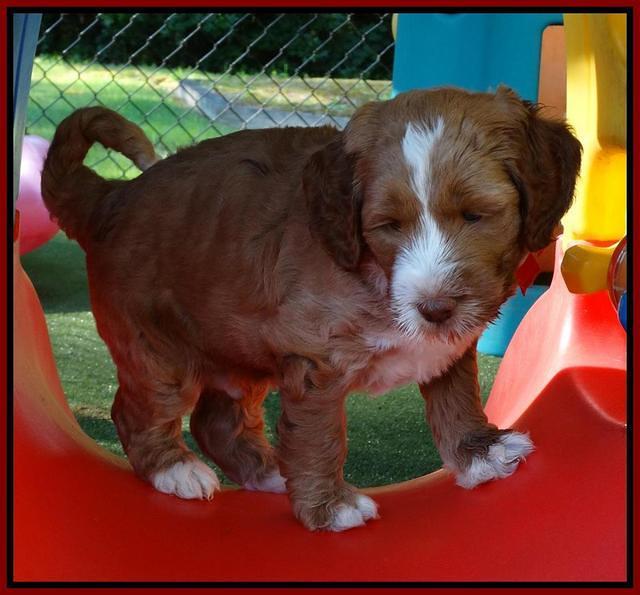 Noelle Dempsey pups 5 wks old 81