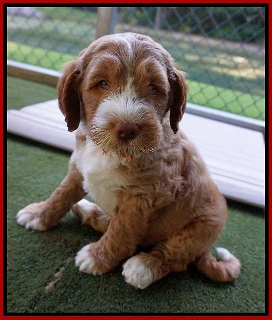 Noelle Dempsey pups 7 wks old 71
