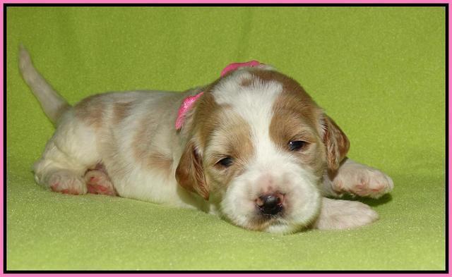Noelle Dempsey pups 2 wks old 101