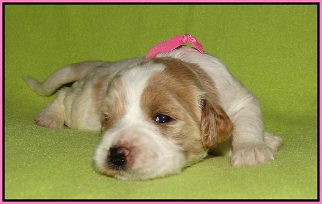 Noelle Dempsey pups 2 wks old 91