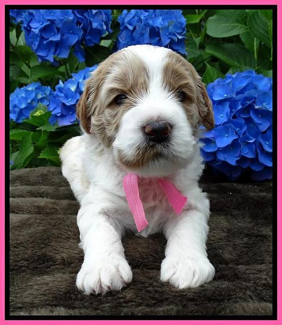 Noelle Dempsey pups 3 wks old 71