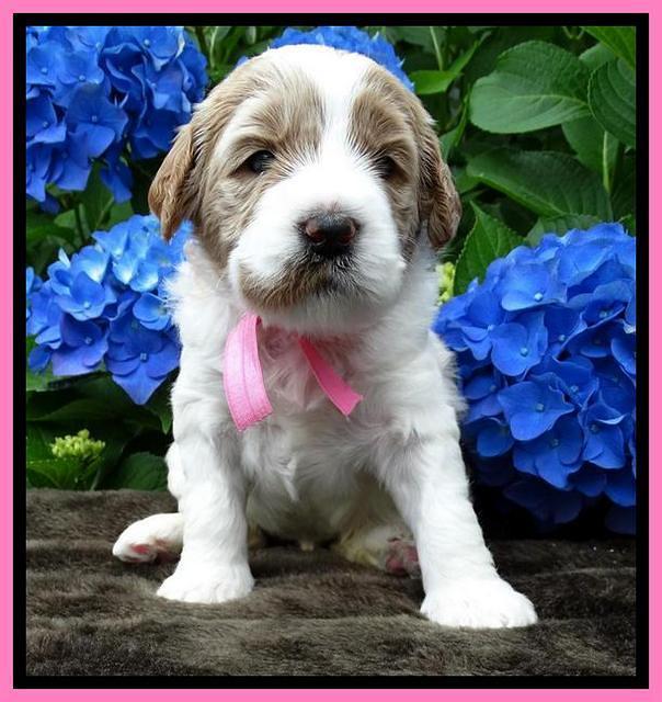 Noelle Dempsey pups 3 wks old 81
