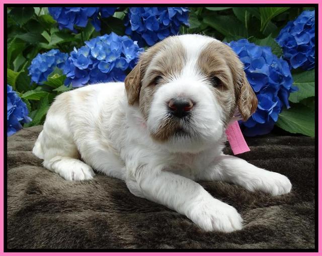 Noelle Dempsey pups 3 wks old 91