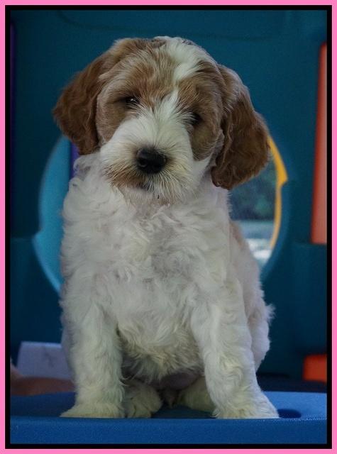 Noelle Dempsey pups 7 wks old 141