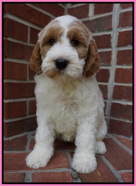 Noelle Dempsey pups 8 wks old 29!