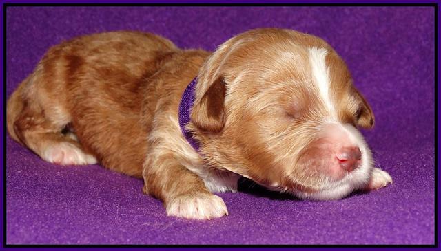 Noelle Dempsey 1 wk old 131