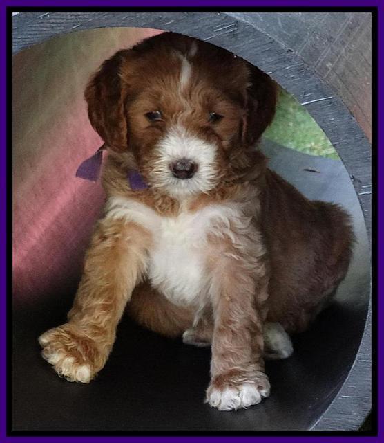 Noelle Dempsey pups 5 wks old 151