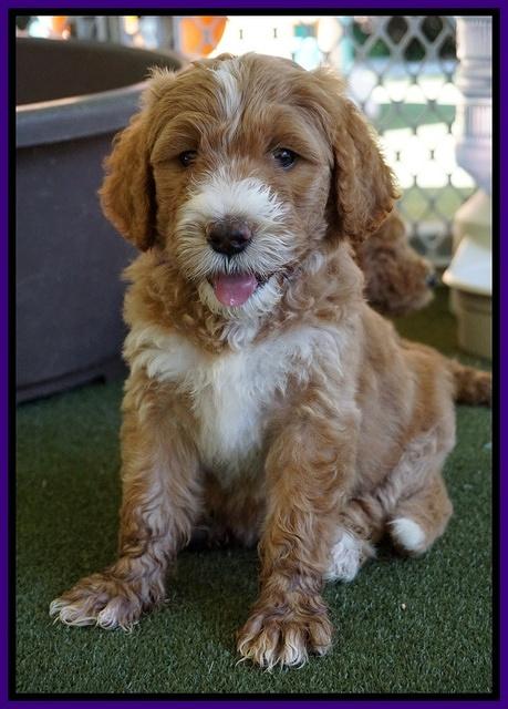Noelle Dempsey pups 7 wks old 171