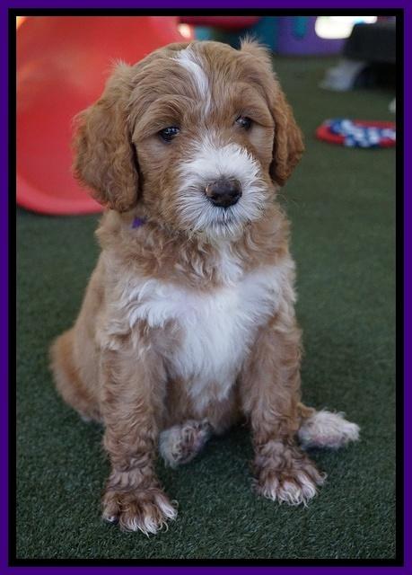 Noelle Dempsey pups 7 wks old 181