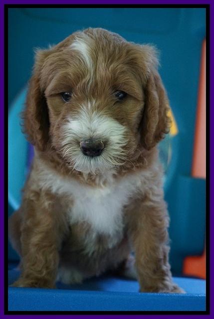 Noelle Dempsey pups 7 wks old 191