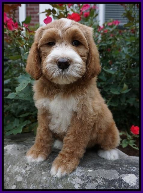 Noelle Dempsey pups 8 wks old 40!