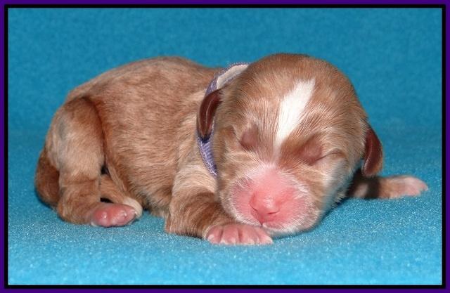 Noelle Dempsey pups newborn 71
