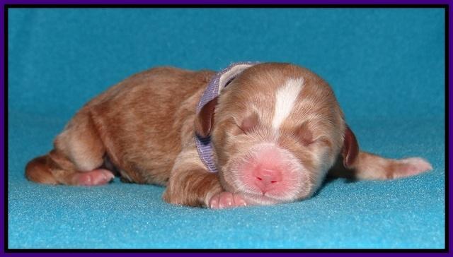 Noelle Dempsey pups newborn 81