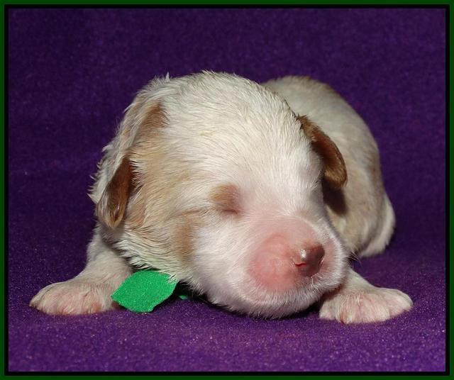 Noelle Dempsey 1 wk old 161