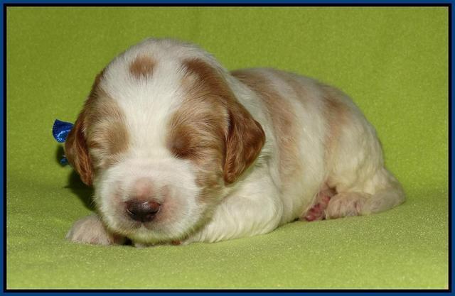 Noelle Dempsey pups 2 wks old 151