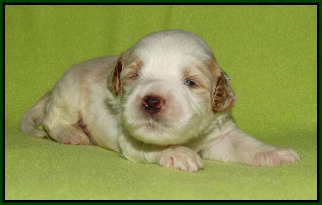 Noelle Dempsey pups 2 wks old 161