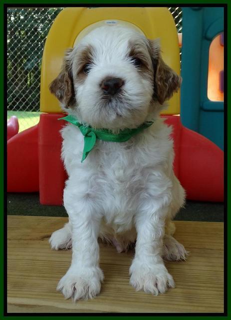 Noelle Dempsey pups 4 wks old 141