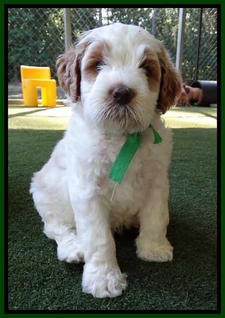 Noelle Dempsey pups 5 wks old 211