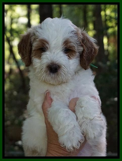 Noelle Dempsey pups 6 wks old 101