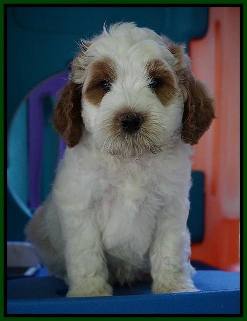 Noelle Dempsey pups 7 wks old 211