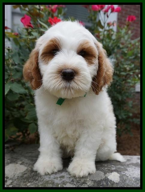 Noelle Dempsey pups 8 wks old 31!