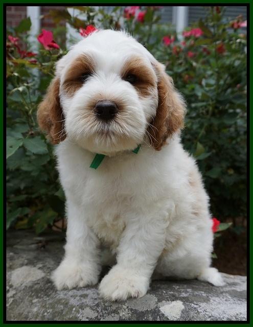 Noelle Dempsey pups 8 wks old 32!