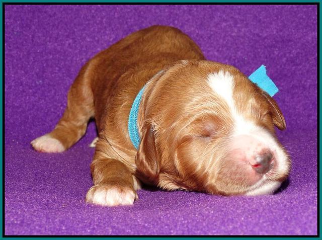 Noelle Dempsey 1 wk old 181