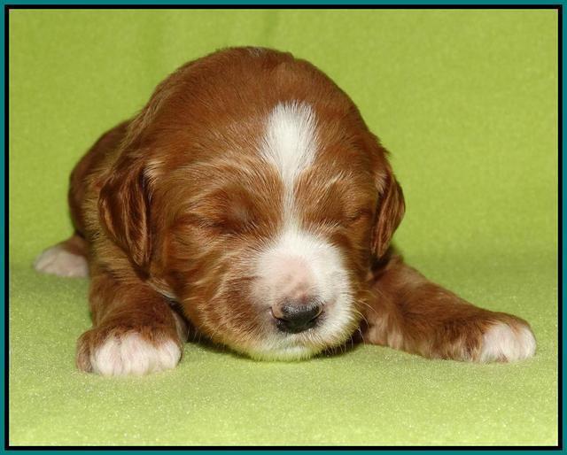 Noelle Dempsey pups 2 wks old 191