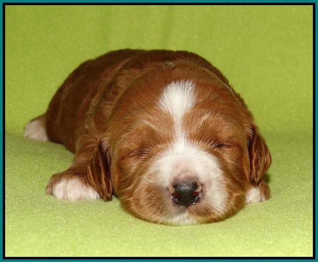 Noelle Dempsey pups 2 wks old 211