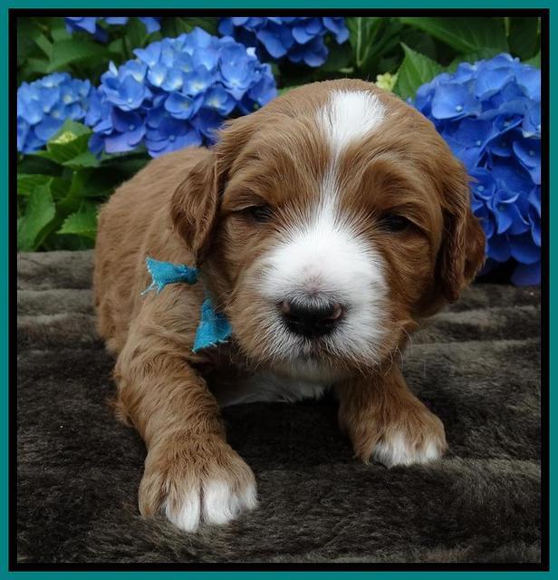 Noelle Dempsey pups 3 wks old 161