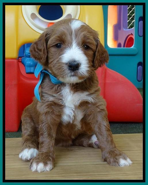 Noelle Dempsey pups 4 wks old 171