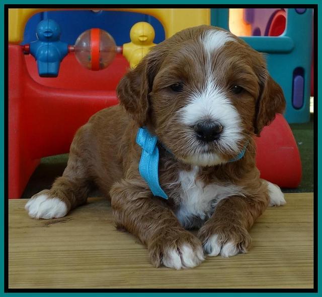 Noelle Dempsey pups 4 wks old 181