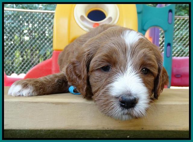 Noelle Dempsey pups 4 wks old 201