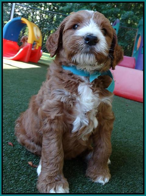 Noelle Dempsey pups 5 wks old 251