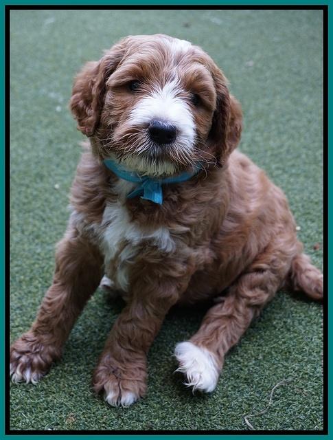 Noelle Dempsey pups 6 wks old 111