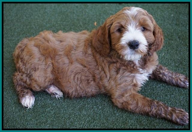 Noelle Dempsey pups 7 wks old 261