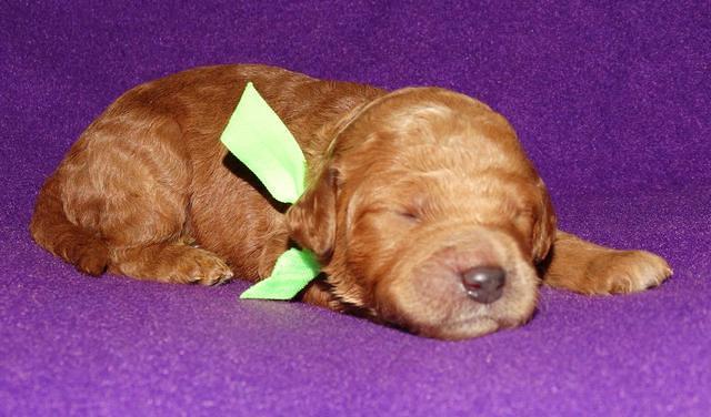 Noelle Dempsey 1 wk old 241