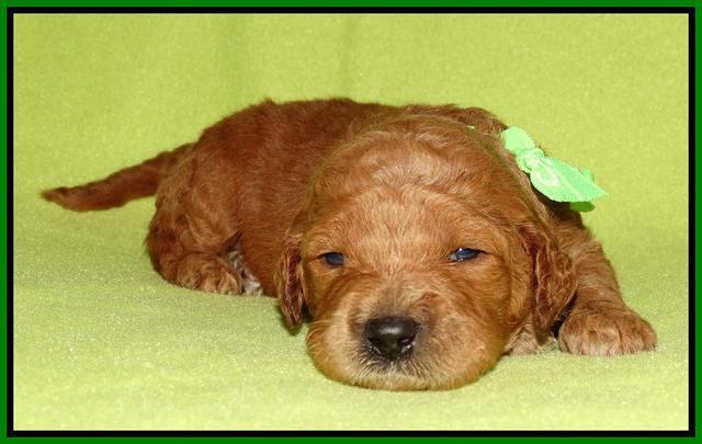 Noelle Dempsey pups 2 wks old 221