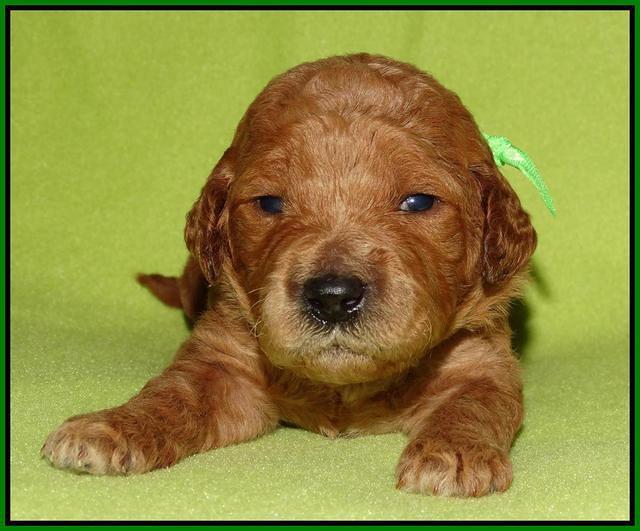 Noelle Dempsey pups 2 wks old 231