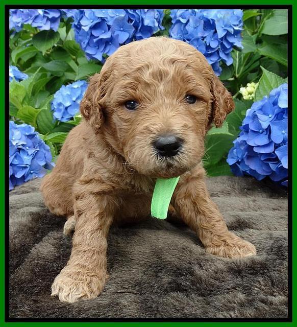 Noelle Dempsey pups 3 wks old 211