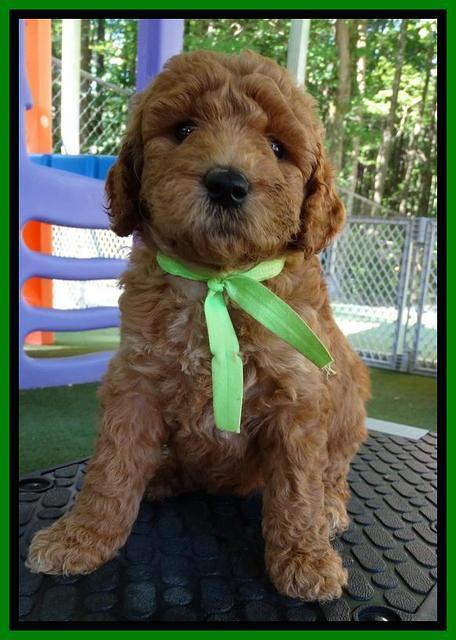 Noelle Dempsey pups 5 wks old 271