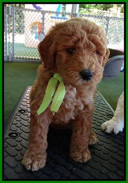 Noelle Dempsey pups 5 wks old 281