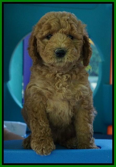 Noelle Dempsey pups 7 wks old 291